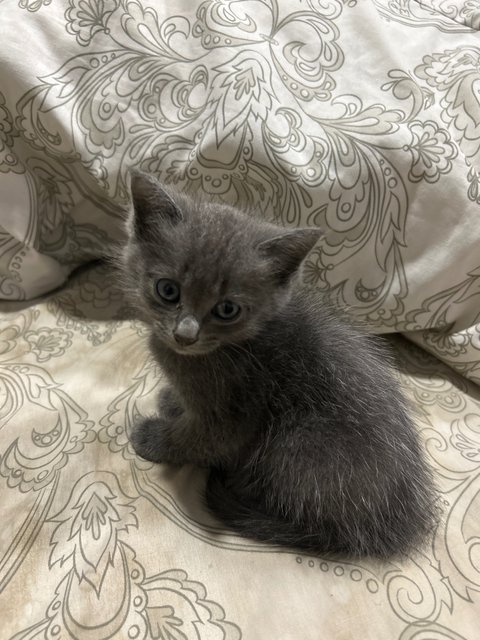 Winnie, Minnie And Tommy - Domestic Medium Hair + British Shorthair Cat