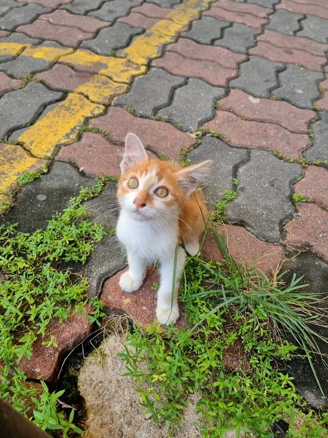 Jayson - Domestic Medium Hair Cat