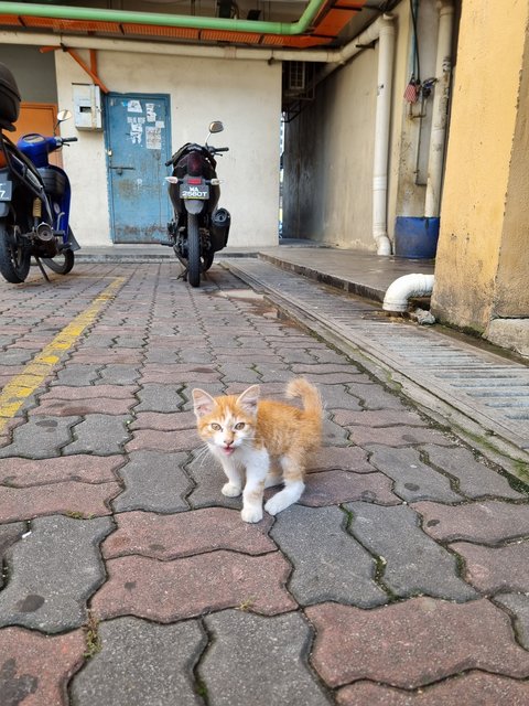 Jayson - Domestic Medium Hair Cat