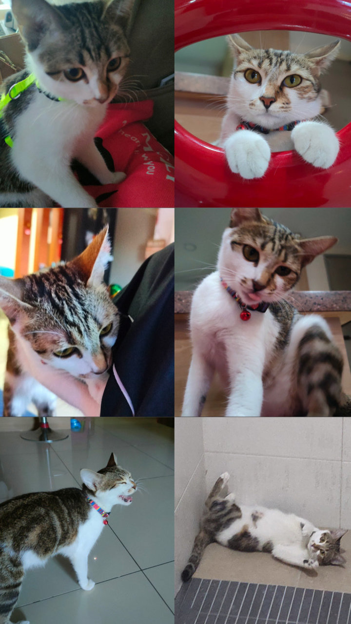 Miaomiao - Domestic Short Hair Cat