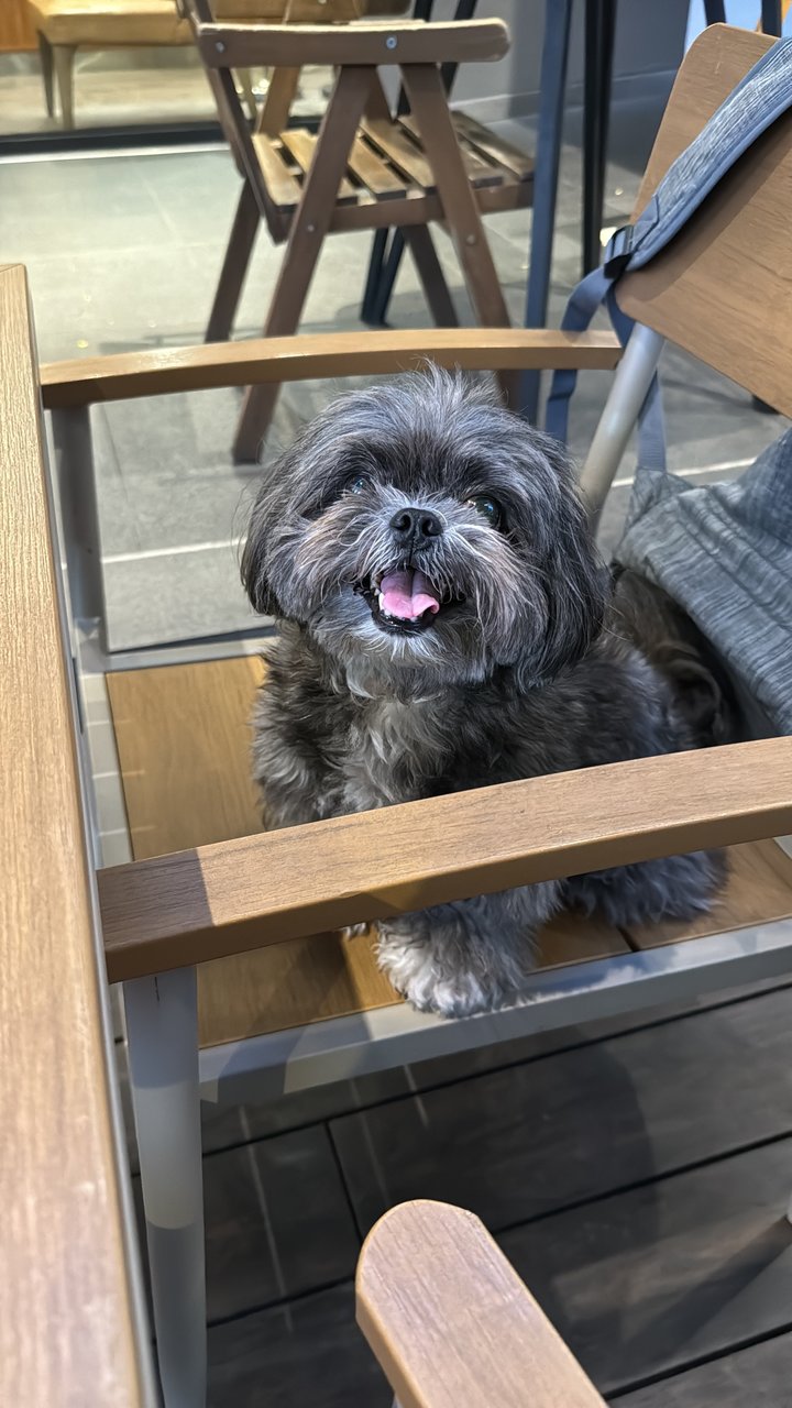 Bibi  - Shih Tzu Dog