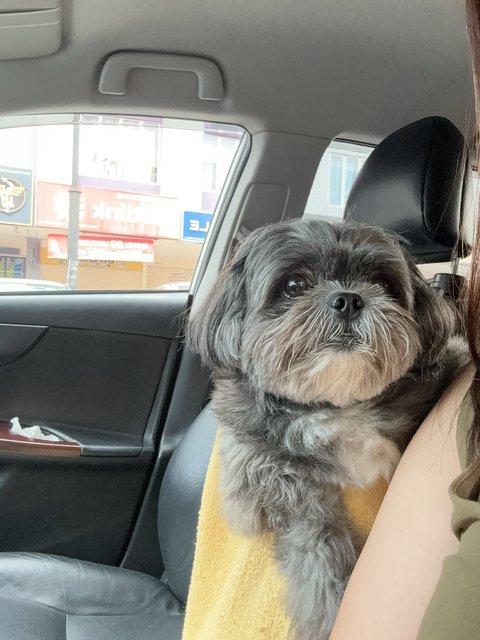 Bibi  - Shih Tzu Dog