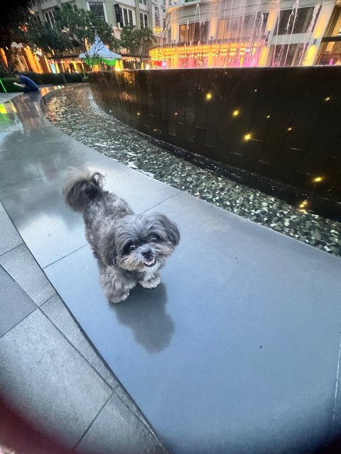 Bibi  - Shih Tzu Dog