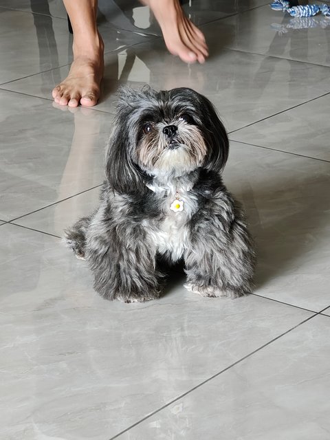 Bibi  - Shih Tzu Dog