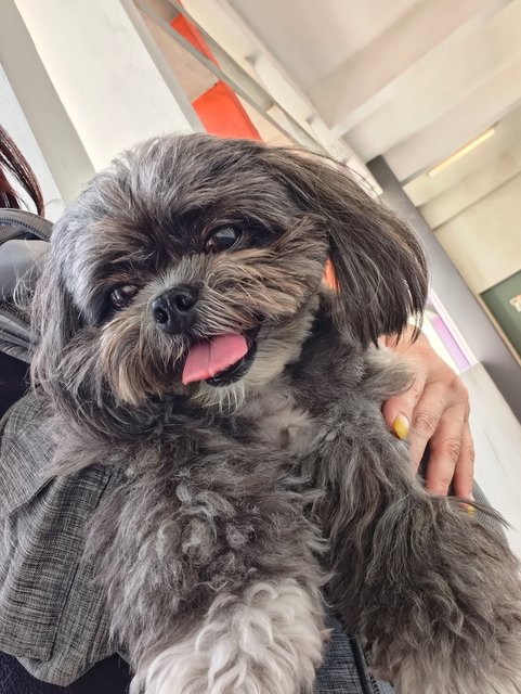 Bibi  - Shih Tzu Dog