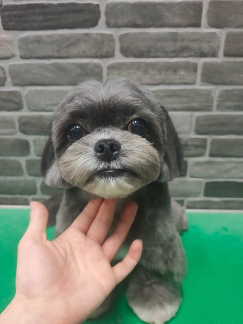 Bibi  - Shih Tzu Dog