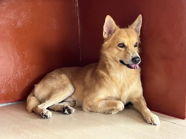 Poppy - Finnish Spitz Dog