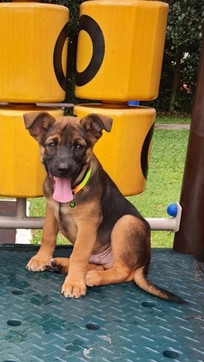 German Shepherd Dog + Black Mouth Cur Puppy Adopted - 2 Months, George ...