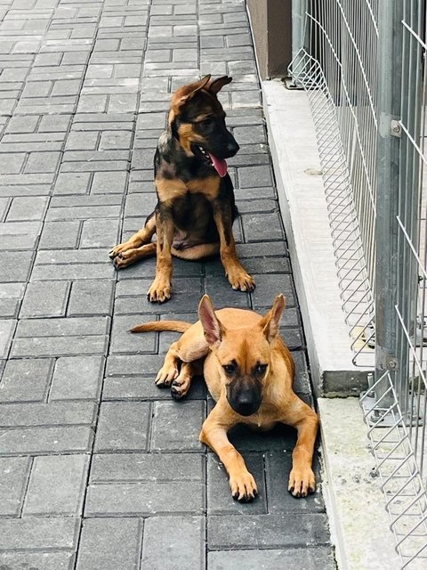 Tesha &amp; Ryder - Belgian Shepherd Malinois Dog