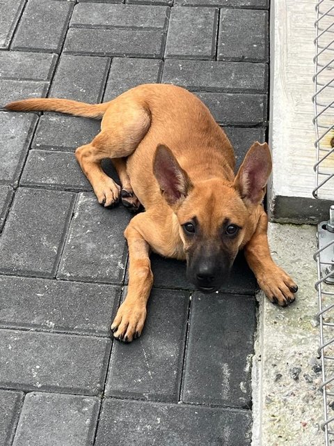 Tesha &amp; Ryder - Belgian Shepherd Malinois Dog