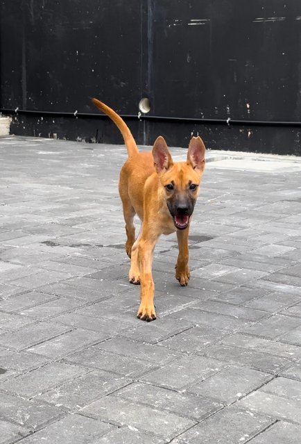 Tesha &amp; Ryder - Belgian Shepherd Malinois Dog