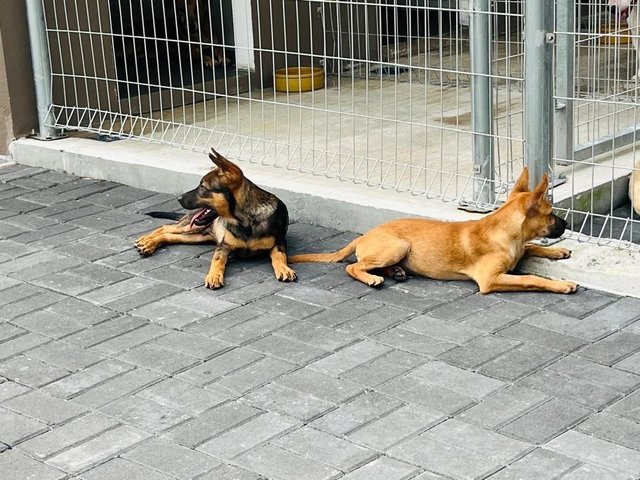 Tesha &amp; Ryder - Belgian Shepherd Malinois Dog