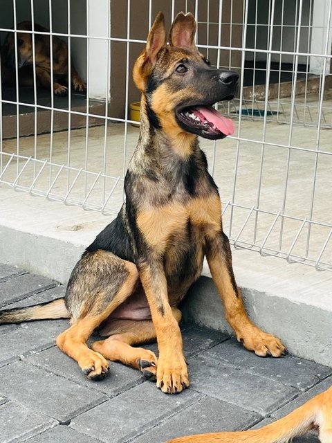 Tesha &amp; Ryder - Belgian Shepherd Malinois Dog