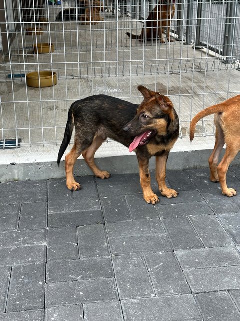 Tesha &amp; Ryder - Belgian Shepherd Malinois Dog