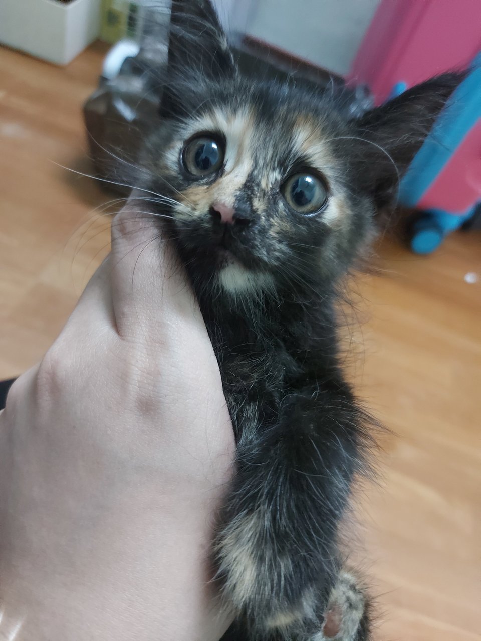 Topaz - Domestic Long Hair + Tortoiseshell Cat