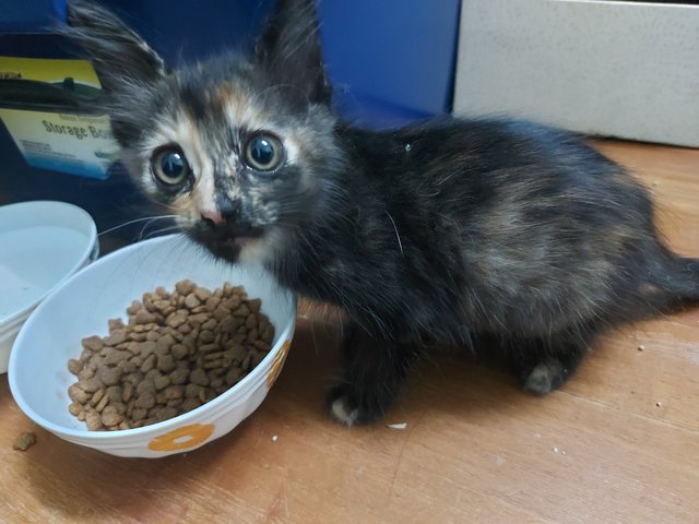 Topaz - Domestic Long Hair + Tortoiseshell Cat