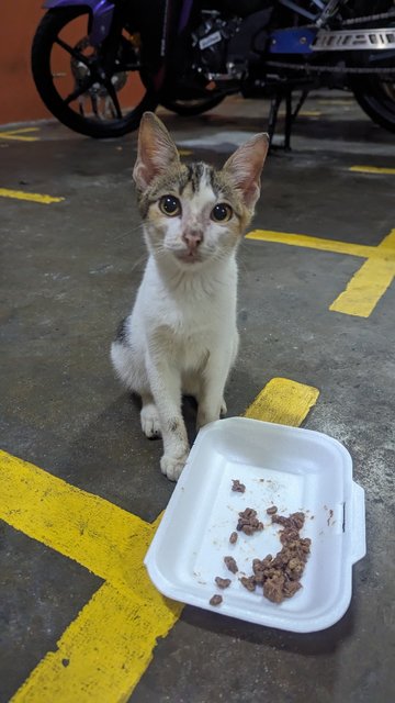 Kiki - Calico + Domestic Short Hair Cat