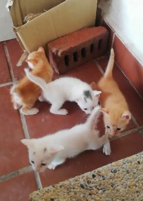 Grey Patch - Turkish Van + Domestic Short Hair Cat