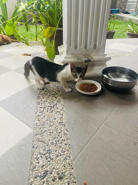 Brownie &amp; His Siblings - Domestic Short Hair Cat