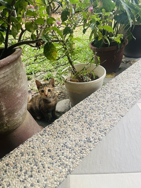 Brownie &amp; His Siblings - Domestic Short Hair Cat