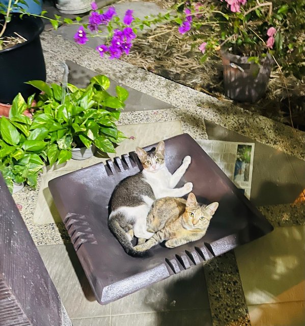 Brownie &amp; His Siblings - Domestic Short Hair Cat