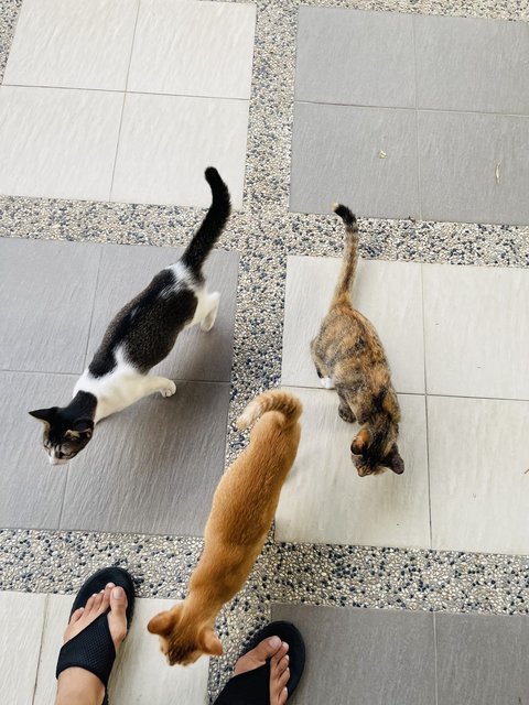 Brownie &amp; His Siblings - Domestic Short Hair Cat