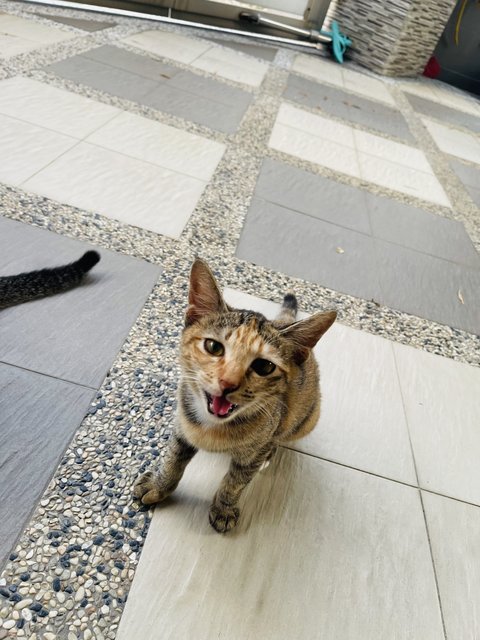 Brownie &amp; His Siblings - Domestic Short Hair Cat