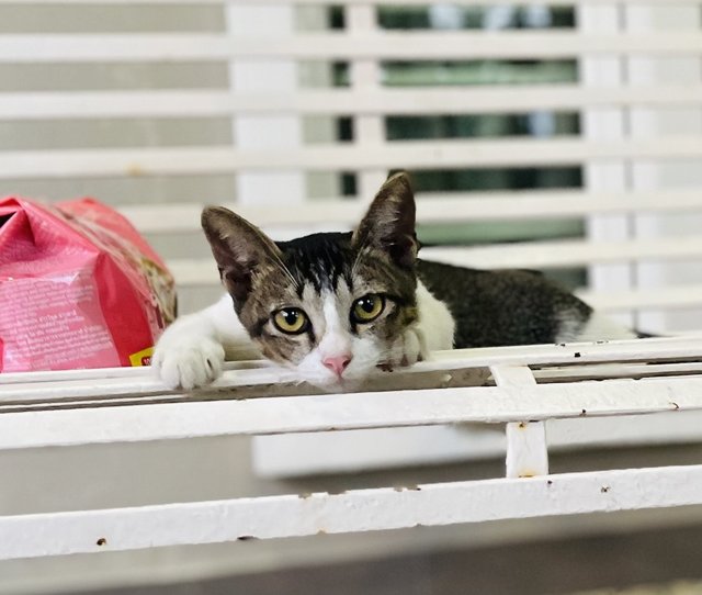 The 3 Stooges - Domestic Short Hair Cat