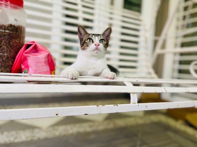 Brownie &amp; His Siblings - Domestic Short Hair Cat