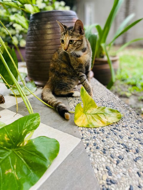 The 3 Stooges - Domestic Short Hair Cat