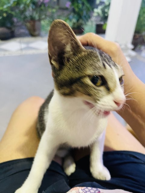 Brownie &amp; His Siblings - Domestic Short Hair Cat