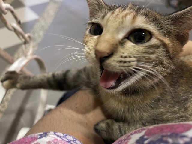 Brownie &amp; His Siblings - Domestic Short Hair Cat