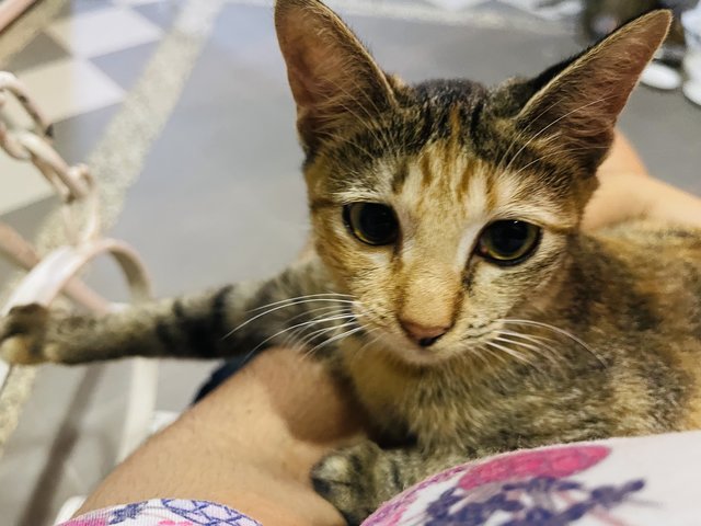 Brownie &amp; His Siblings - Domestic Short Hair Cat