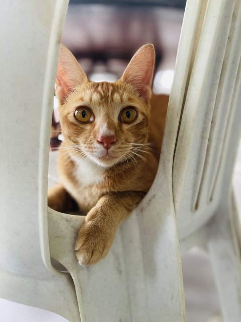 Brownie &amp; His Siblings - Domestic Short Hair Cat