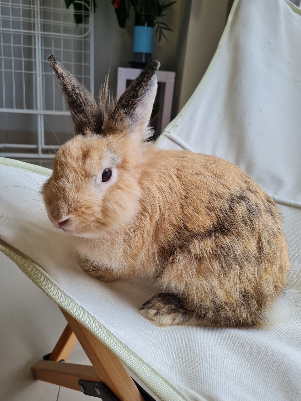 Tom - Lionhead + Angora Rabbit Rabbit