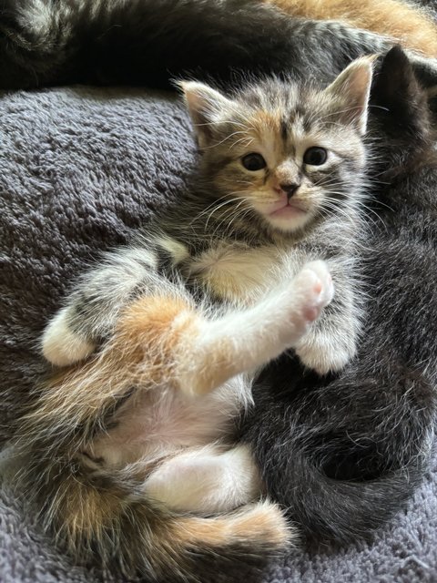 Luna - Maine Coon + Domestic Short Hair Cat