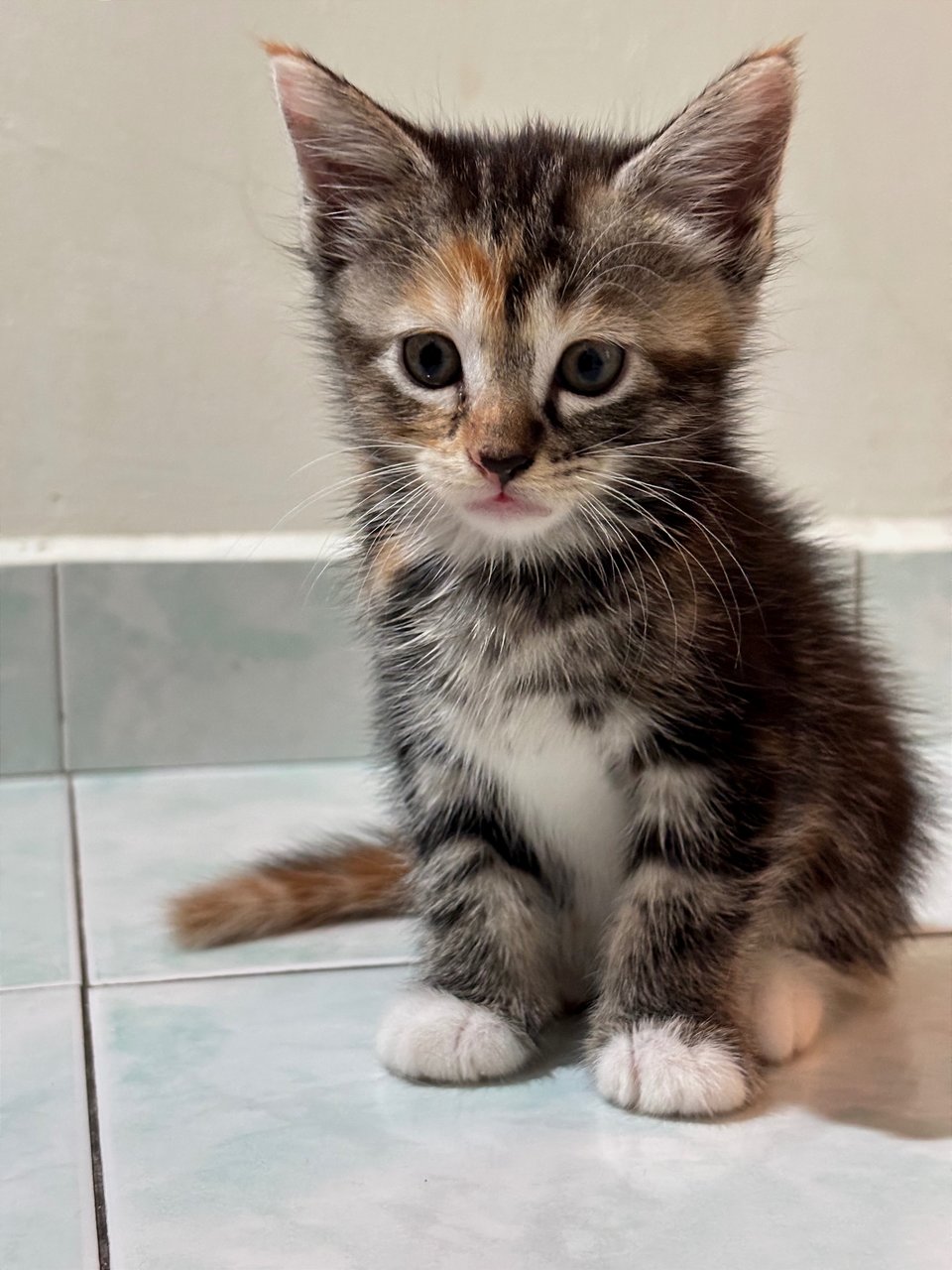 Luna - Maine Coon + Domestic Short Hair Cat