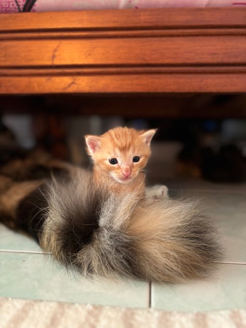 Leo - Maine Coon + Domestic Short Hair Cat