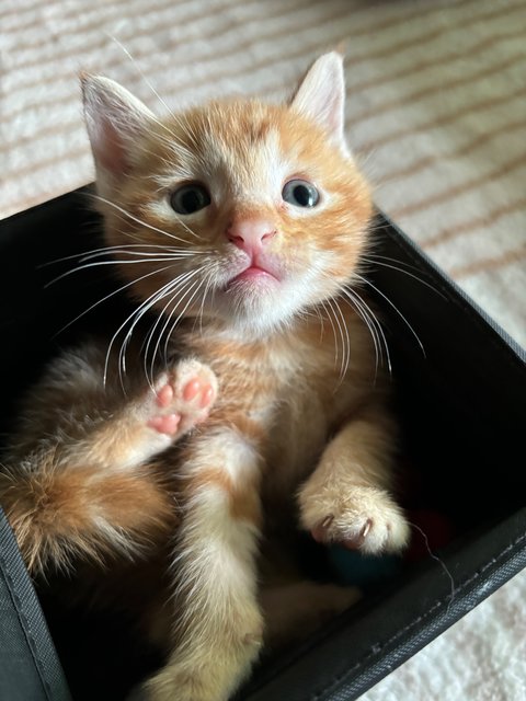 Leo - Maine Coon + Domestic Short Hair Cat