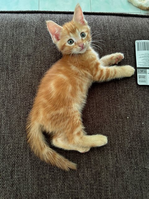 Leo - Maine Coon + Domestic Short Hair Cat