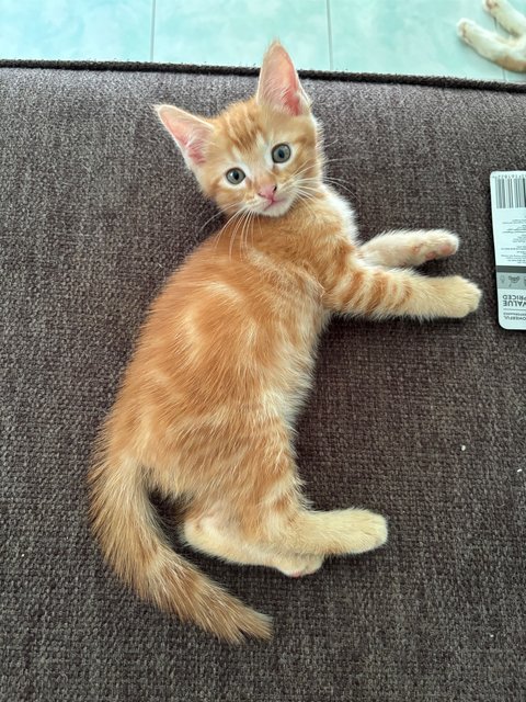 Leo - Maine Coon + Domestic Short Hair Cat