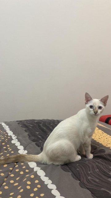 Coral - Domestic Short Hair Cat