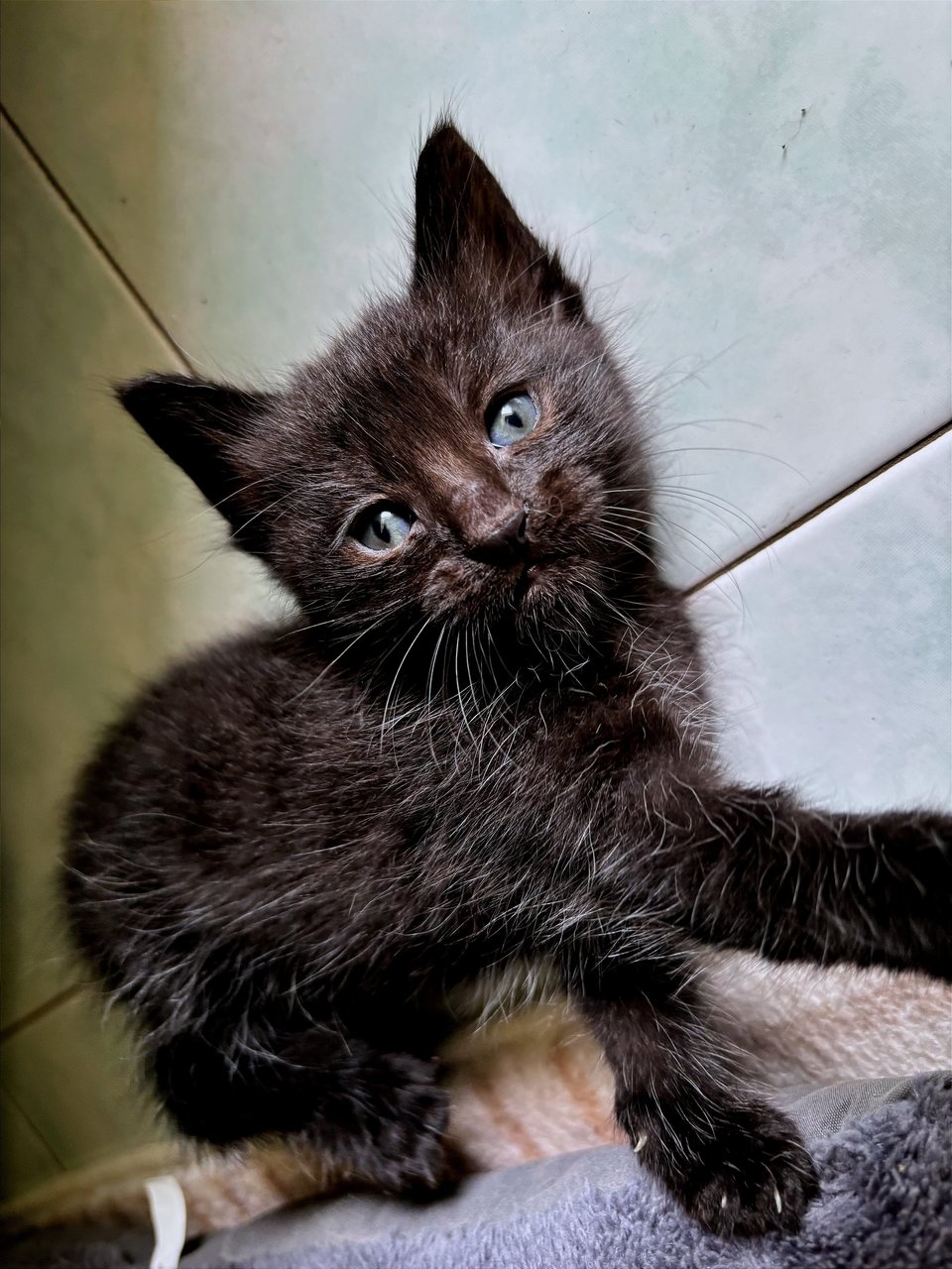 Ajax - Maine Coon + Domestic Short Hair Cat