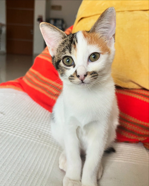 Mango &amp; Coconut Chutney - Domestic Short Hair Cat