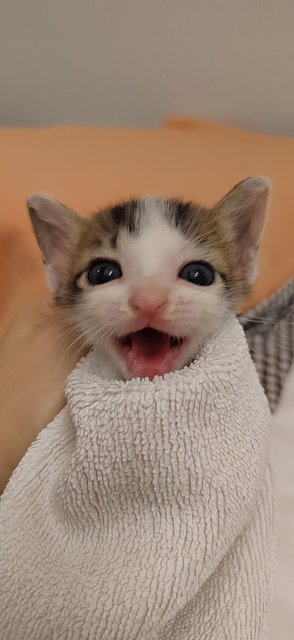 Baby Burrito (Bb) - Domestic Short Hair Cat