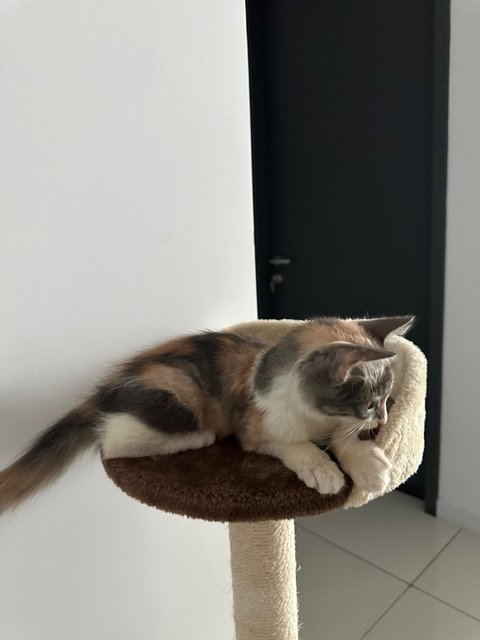 Luna Luna - Calico Cat