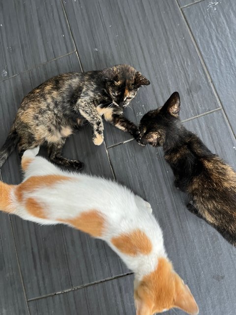 Oyen, Kakak &amp; Kaybee - Domestic Short Hair Cat