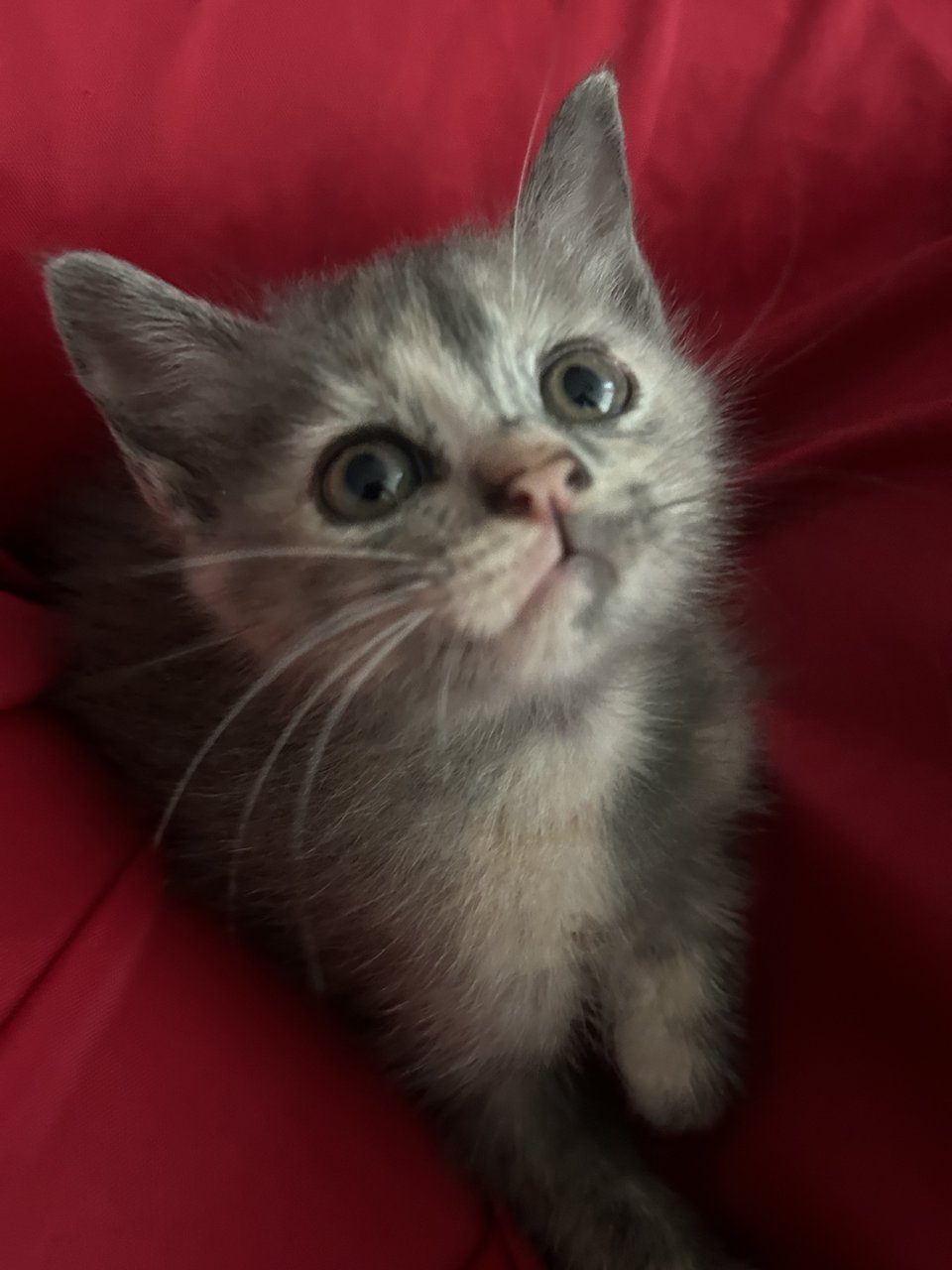 Minnie - British Shorthair + Domestic Medium Hair Cat