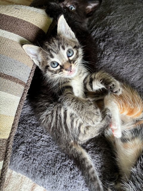 Stella - Maine Coon + Domestic Short Hair Cat