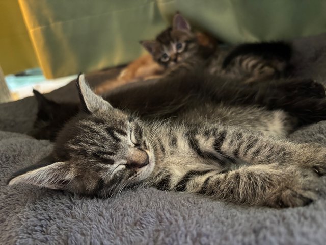 Stella - Maine Coon + Domestic Short Hair Cat